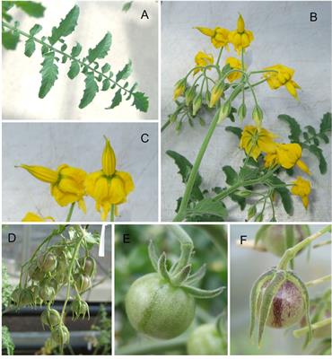 A chromosome-level genome assembly of Solanum chilense, a tomato wild relative associated with resistance to salinity and drought